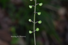 Scutellaria violacea